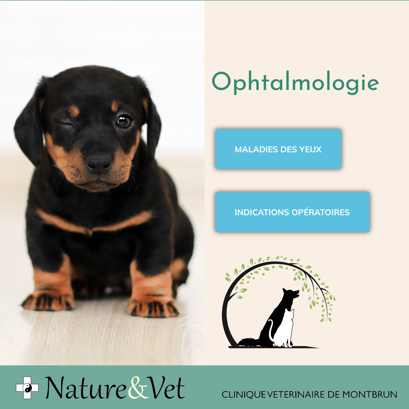 Page ophtalmologie du site vitrine de la clinique vétérinaire d'Anglet Montbrun nature & Vet